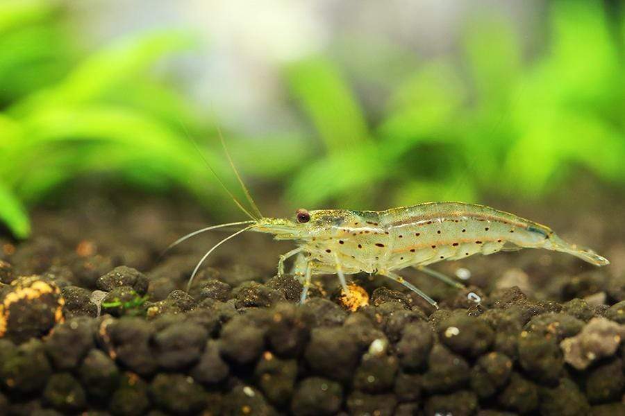 Amano Shrimp