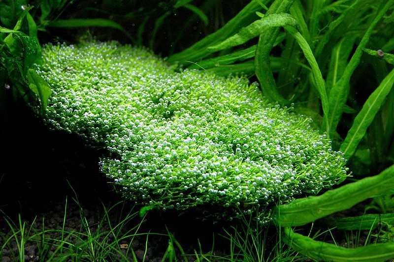 Aquarium Carpet Plants - Crystalwort (Riccia Fluitans)