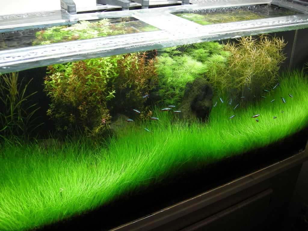 aquarium carpet plants - Dwarf Hairgrass