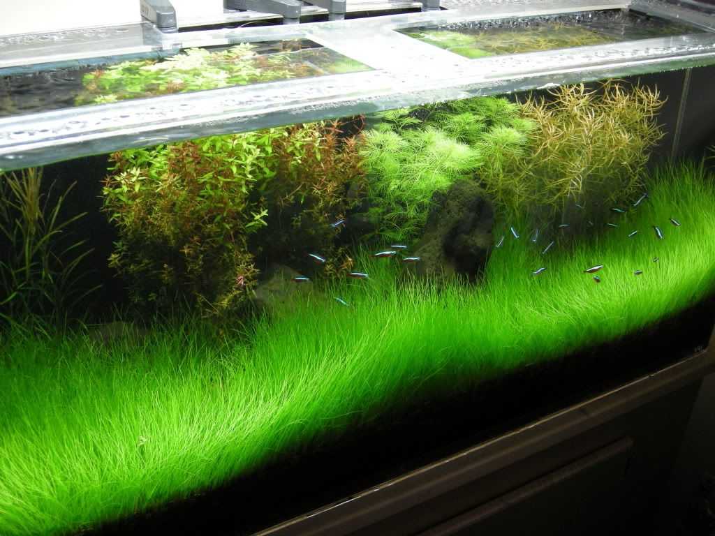 The 10 Best Freshwater Aquarium Plants for Carpeting - Dwarf Hairgrass