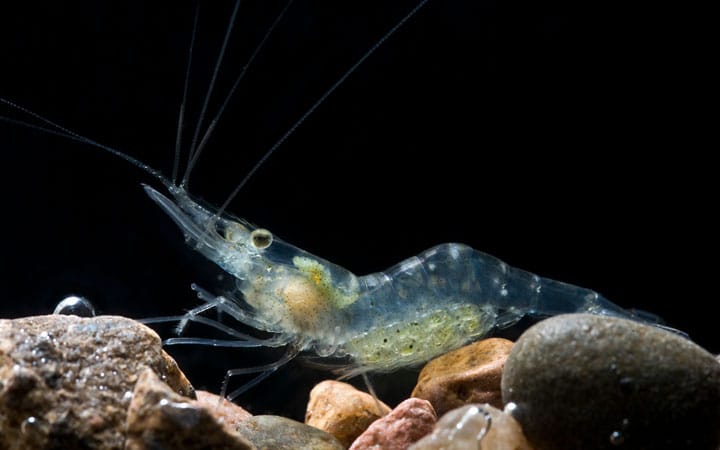 ghost shrimp and bettas