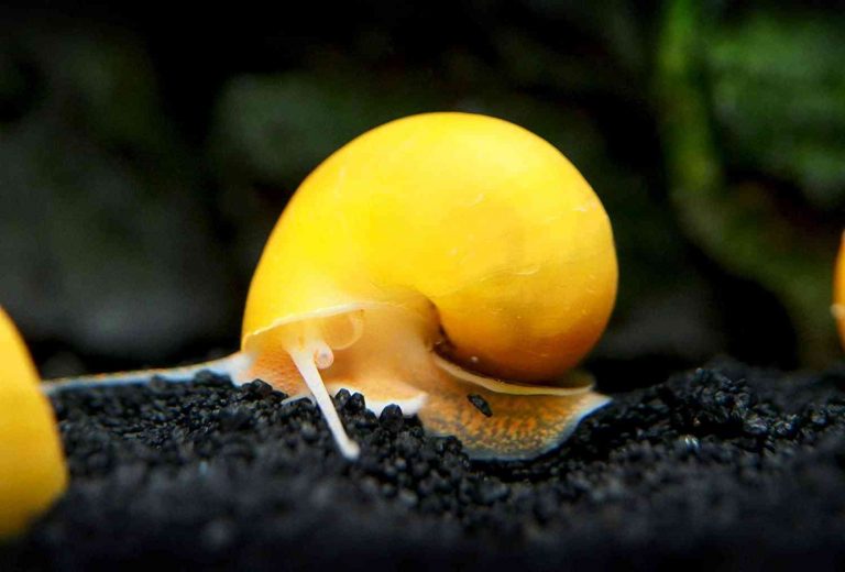 Mystery Snail Care Size, Lifespan, Tank Mates, Feeding & More