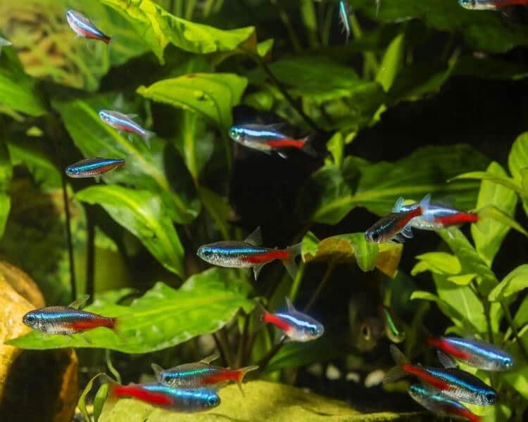 neon tetra ultimate care guide