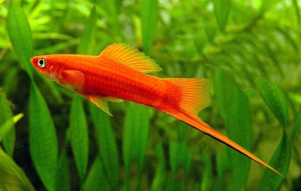 swordtail fish