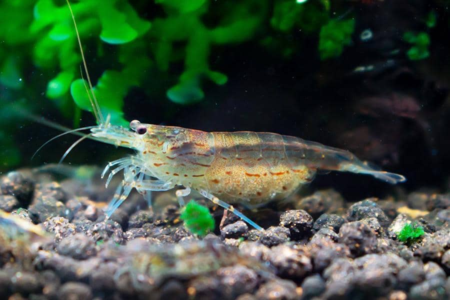 algae-eating shrimp