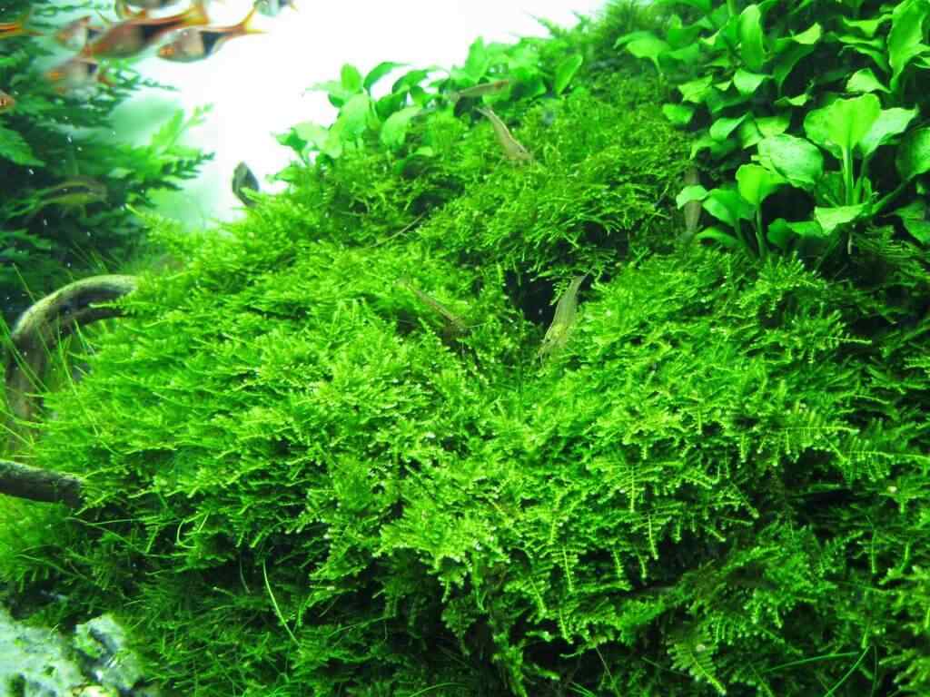aquarium carpet plants - Christmas Moss (Vesicularia Montagnei)