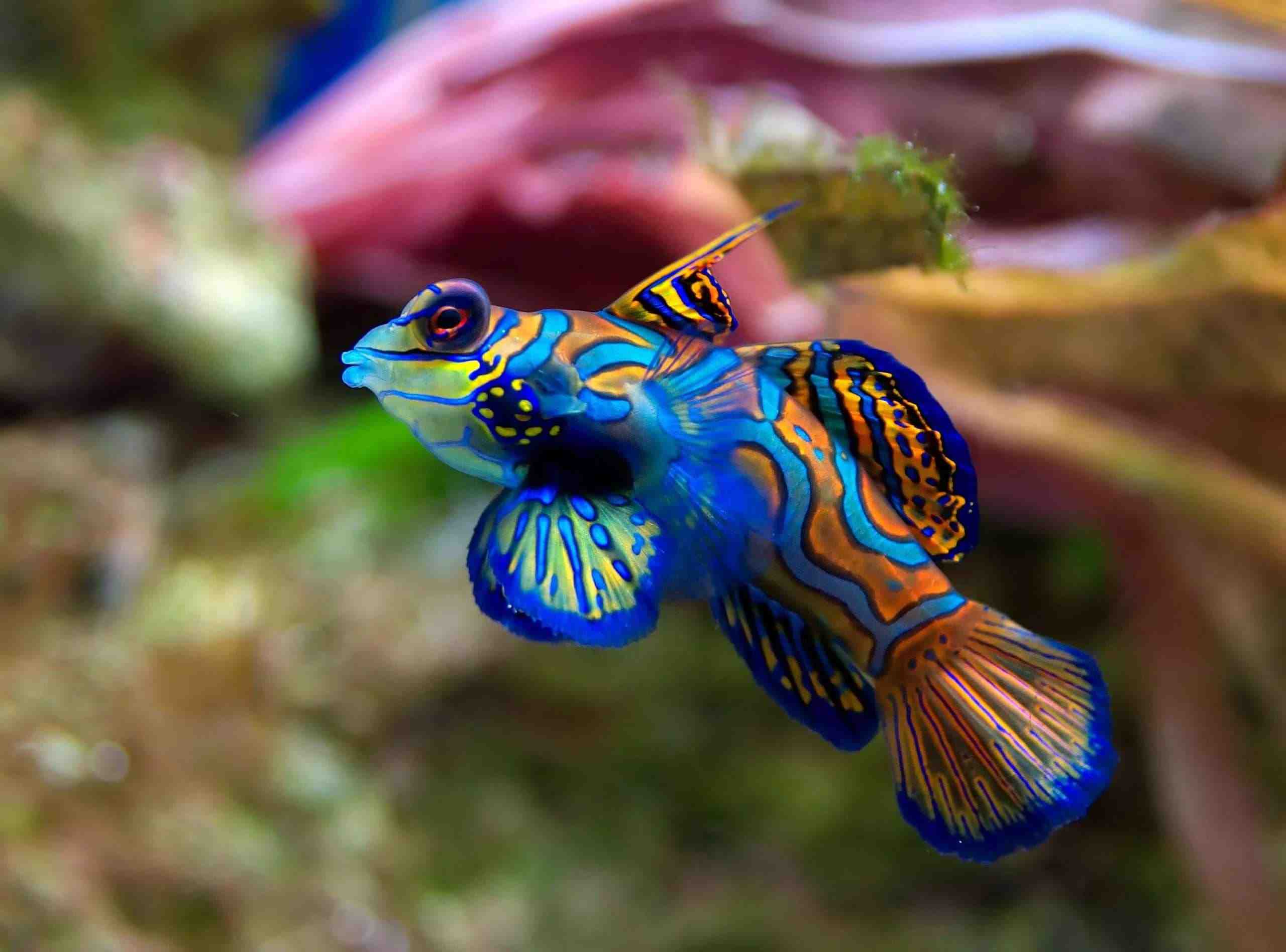 The Best Aquarium Fish - Unique Fish Photo