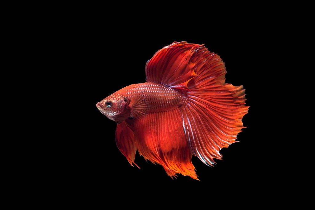 Betta Fish Care Guide: Types, Food, Tank Size, Breeding Tips, and More