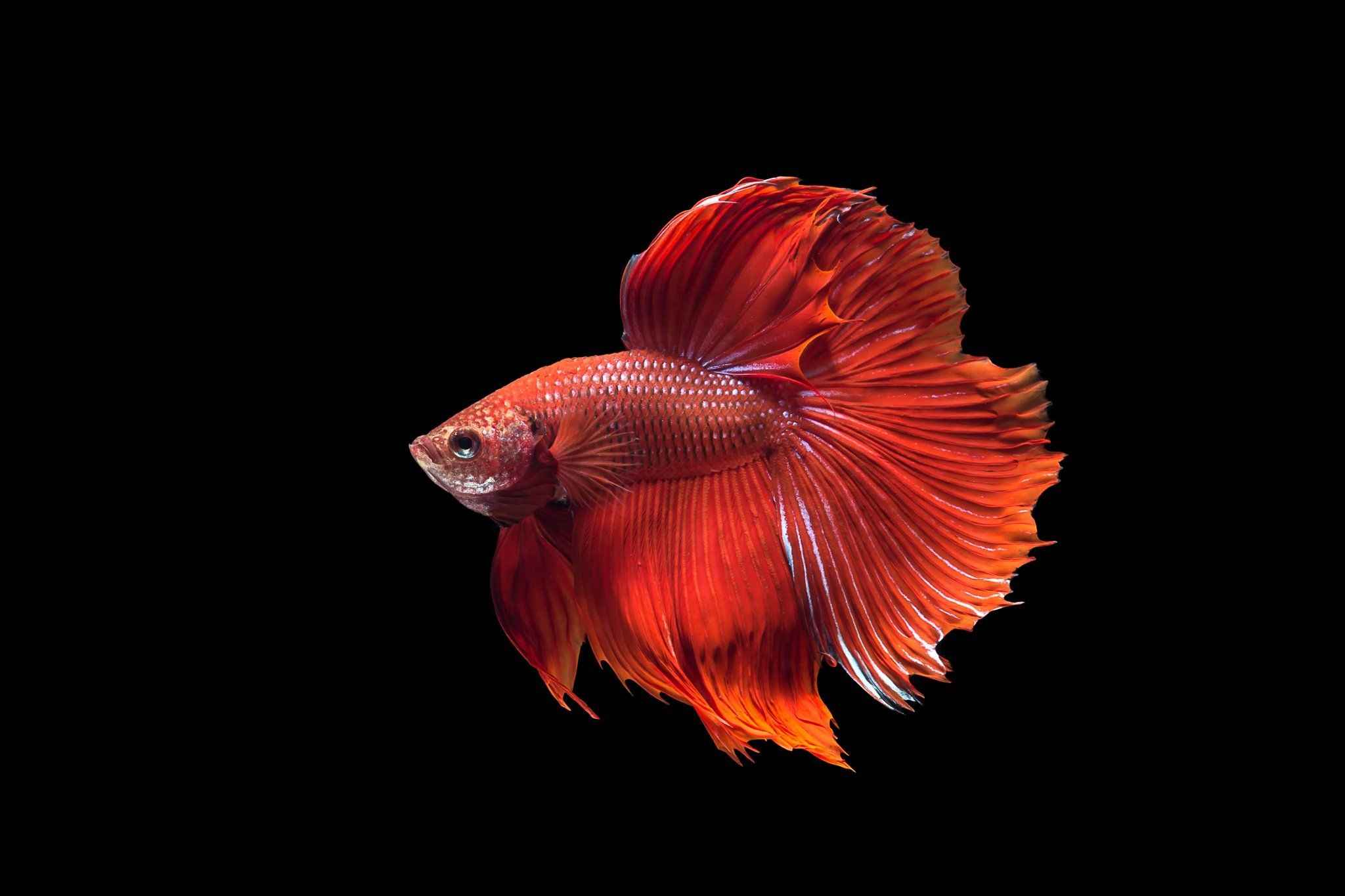 betta fish care guide