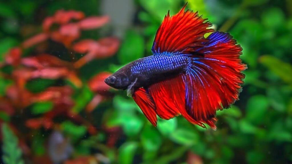 male betta fish names