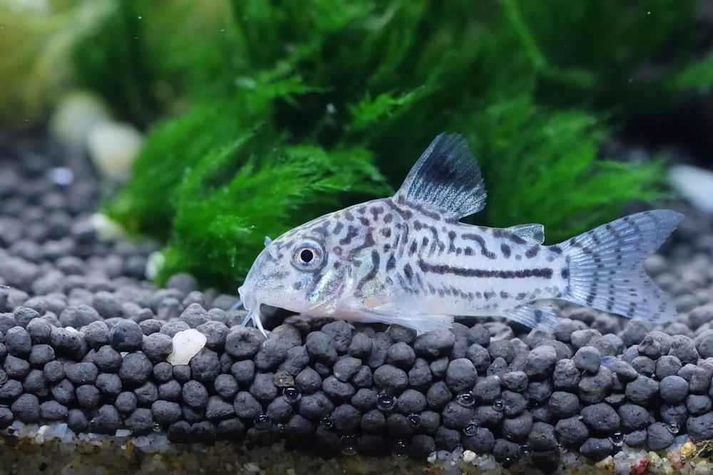 cory catfish