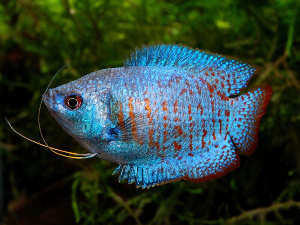 Dwarf gourami