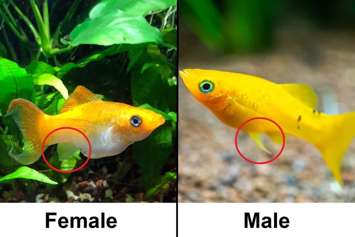 male vs female molly fish