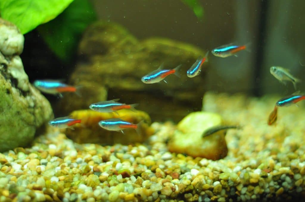 neon tetra