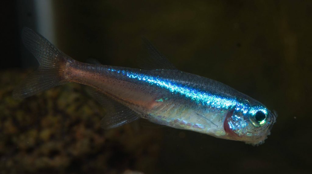 neon tetra mouth fungus