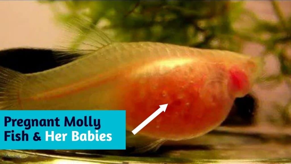 pregnant molly fish