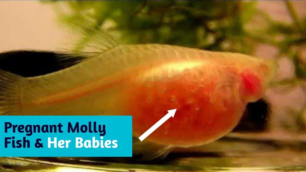 Molly Fish Ultimate Guide Types, Care, Food, Lifespan, Etc