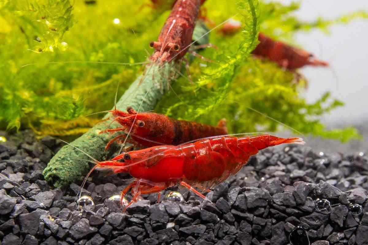 algae eaters - red cherry shrimp