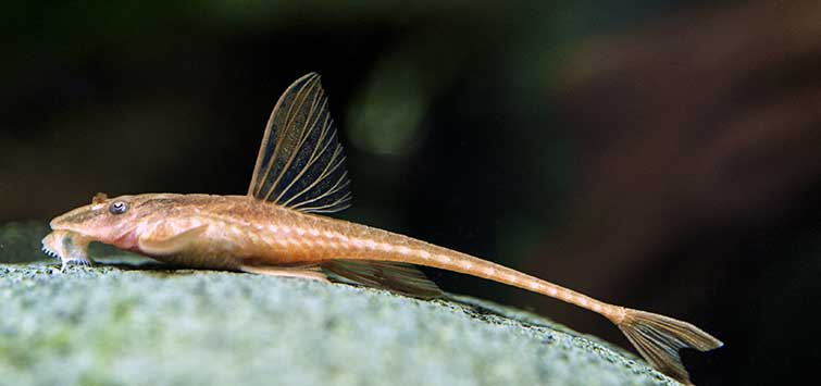 twig catfish