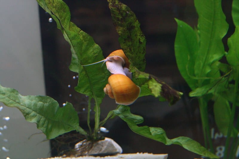 Mystery snails