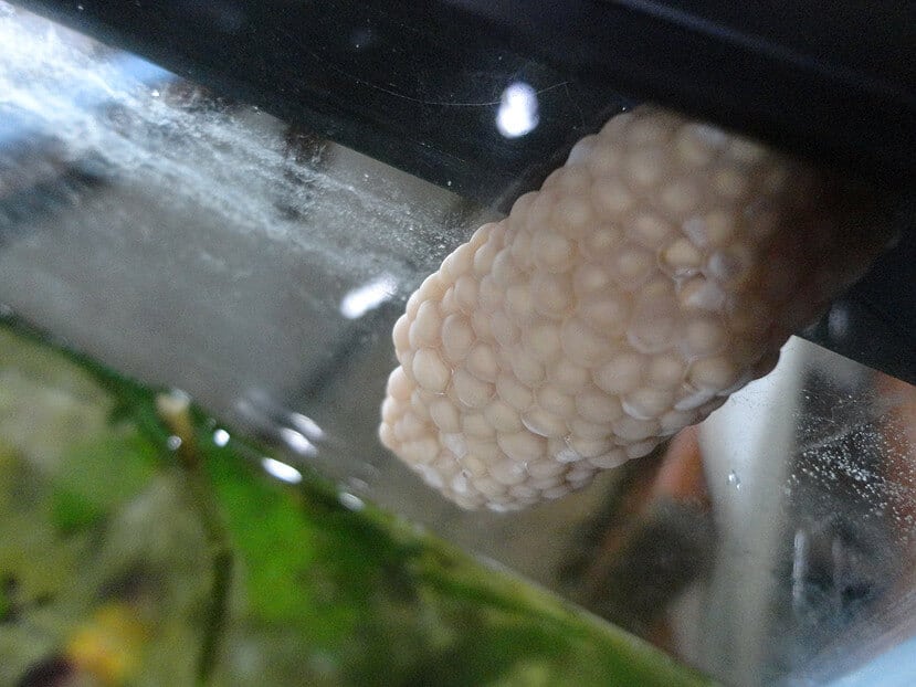 what does snail eggs look like