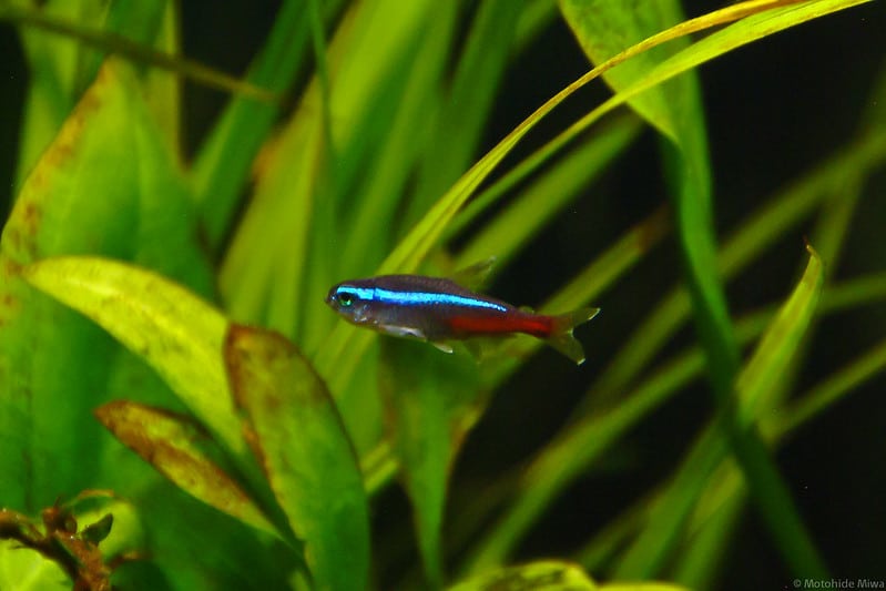 Neon tetra, perfect tank mates for mystery snails