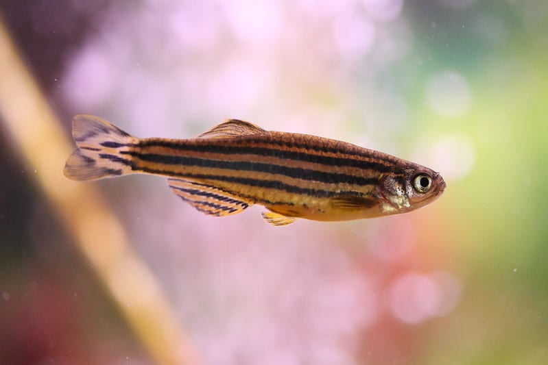 pink zebra danios