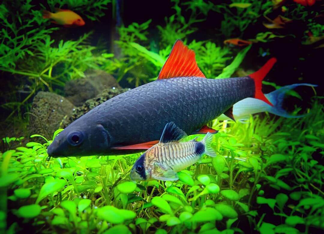 Rainbow Shark Care 101: Food, Lifespan, Size, Tank Mates & More