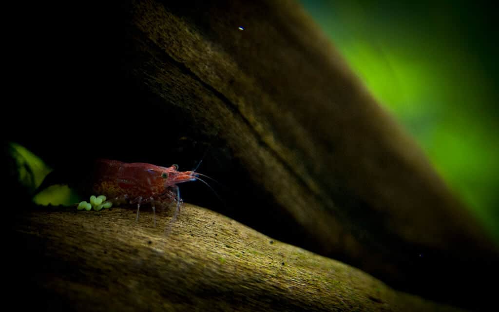 red cherry shrimp