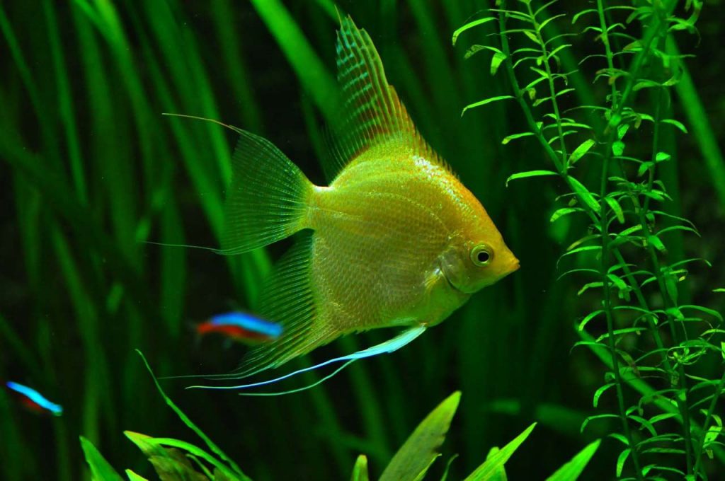 freshwater angelfish breeding