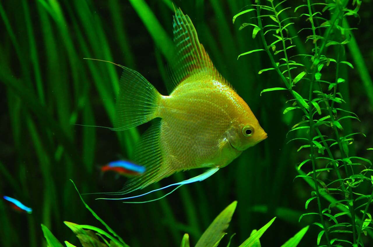 How to Keep Freshwater Angelfish Tank Setup, Care, Breeding and More