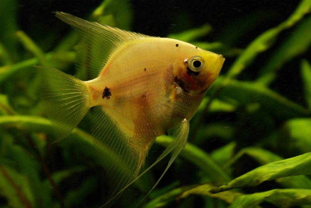 freshwater angelfish care