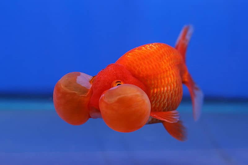 bubble eye goldfish popped