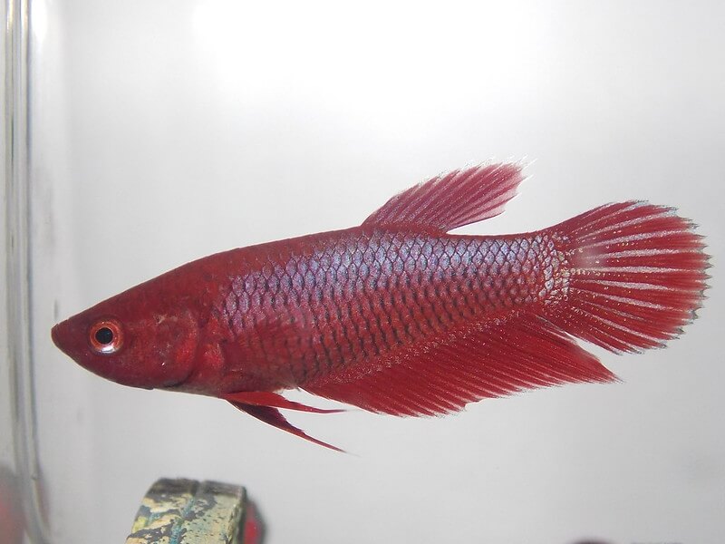 female betta fish names