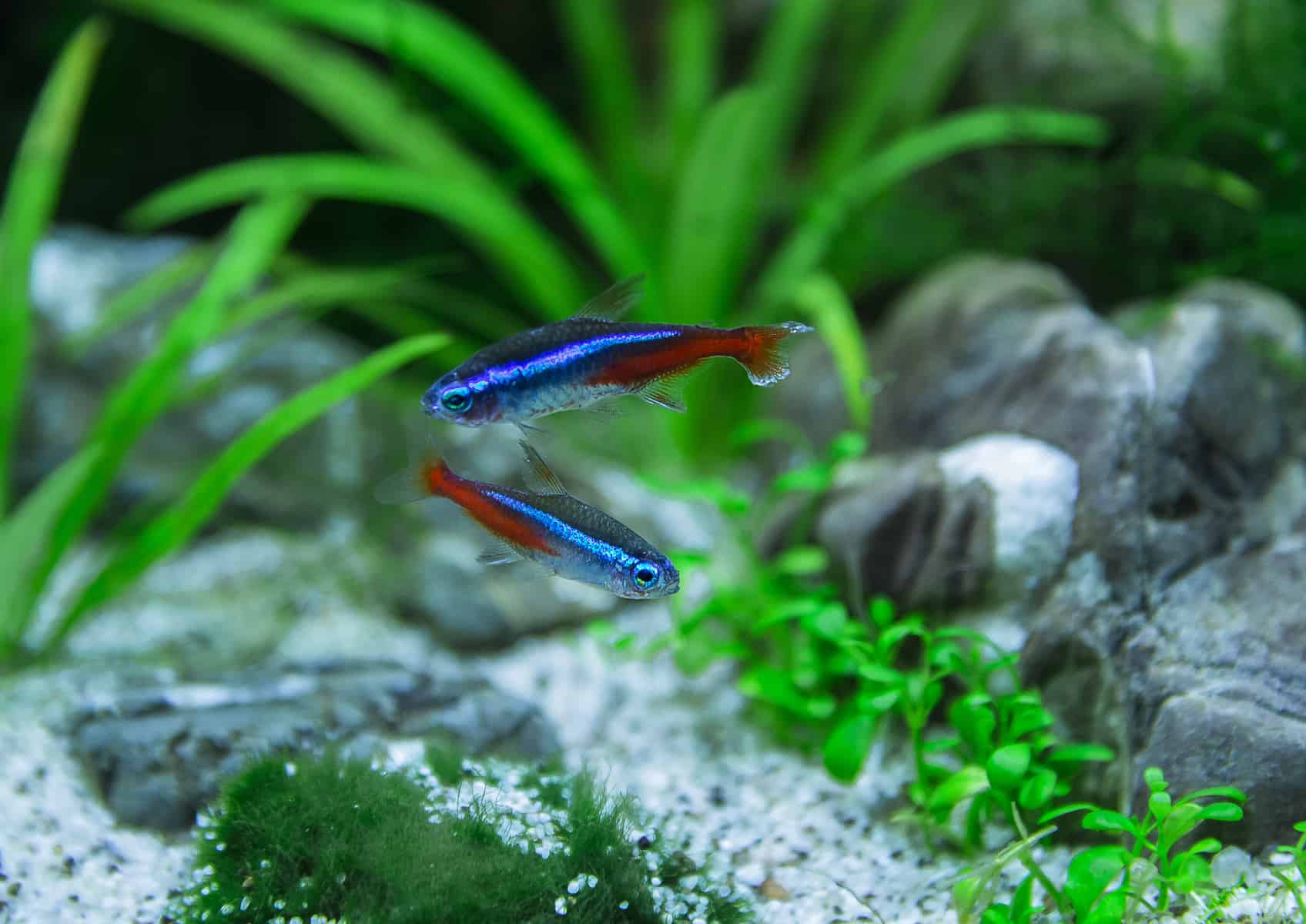 how to breed neon tetras