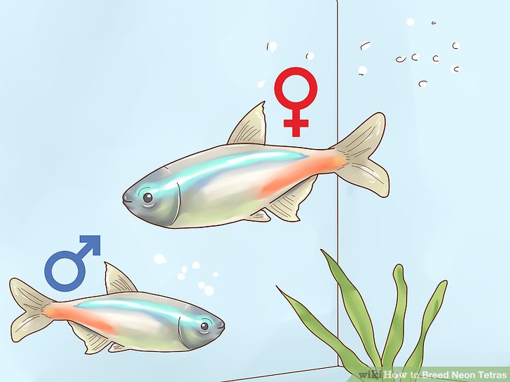 male vs female neon tetras