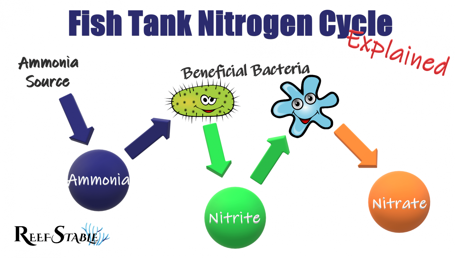 Understanding Nitrogen Cycle In Aquarium For Beginners