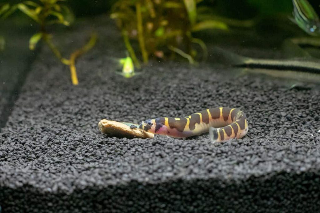 what do kuhli loaches eat