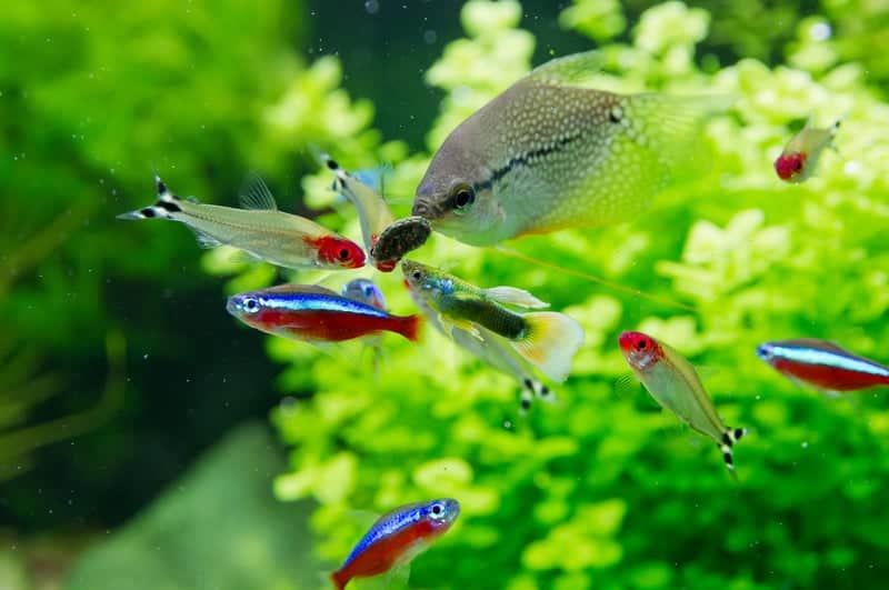 cardinal tetra tank mates