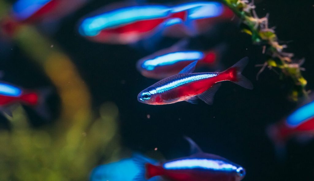 cardinal tetra tank setup