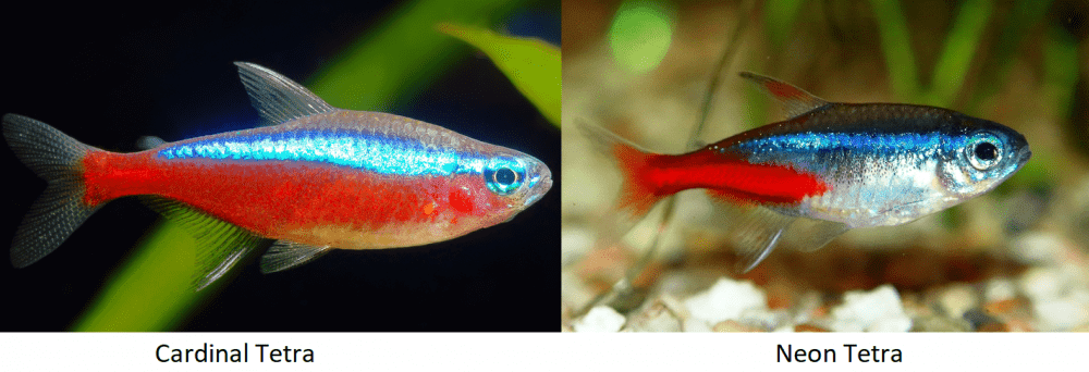 cardinal tetra vs neon tetra