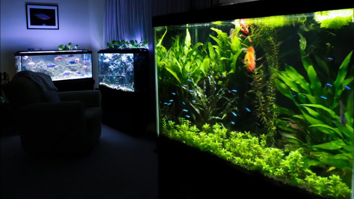 Glass Vs Acrylic Aquarium The Pros & Cons of Fish Tank Materials