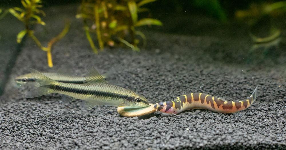 What Do Kuhli Loaches Eat