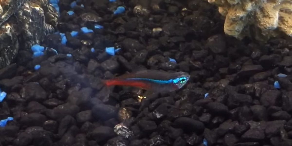 Neon Tetra Disease Causes, Symptoms, Treatment & Prevention