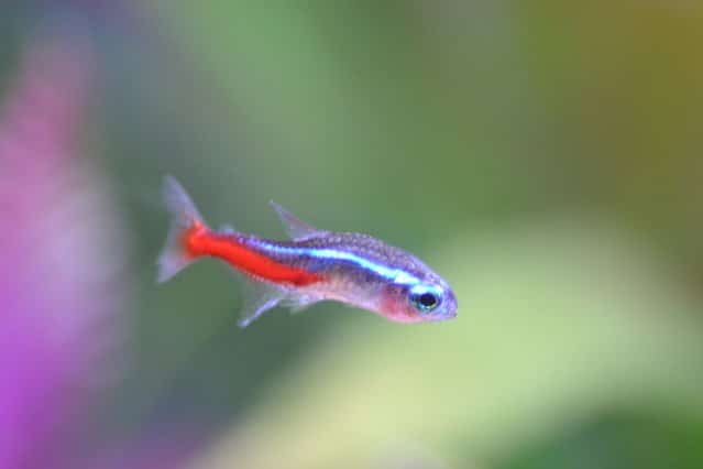 neon tetra disease cure