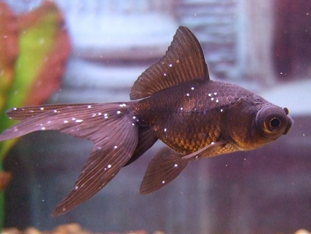 ich / white spots on fish