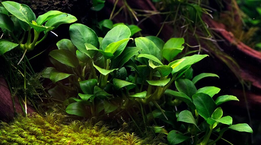 aquarium plants without carbon dioxide