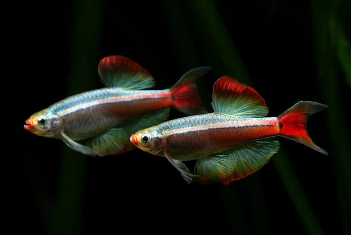 best fish for nano aquarium