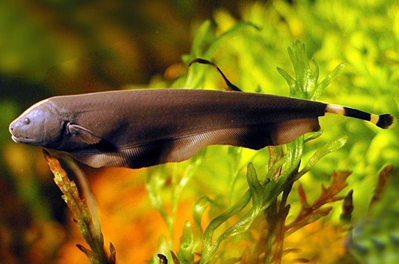 The Only Black Ghost Knifefish Care Guide You Need