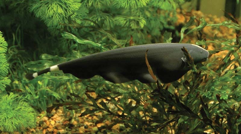 Black ghost knifefish